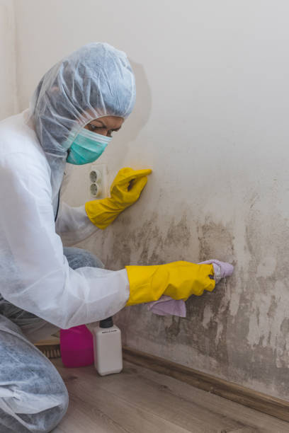 Asbestos and Lead Testing During Mold Inspection in Crestline, CA