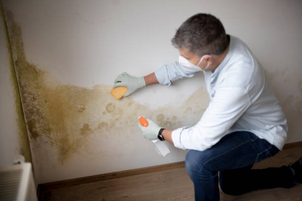 Trusted Crestline, CA Mold Removal Experts